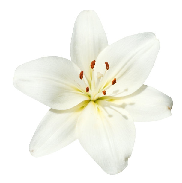 lilium