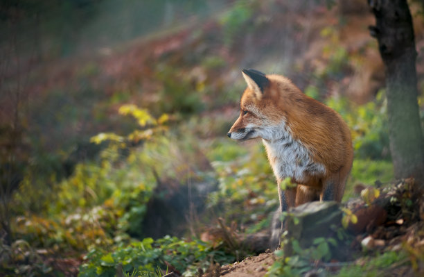 fox