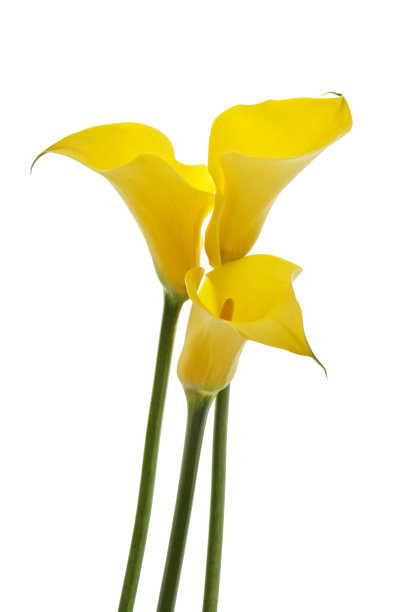zantedeschia