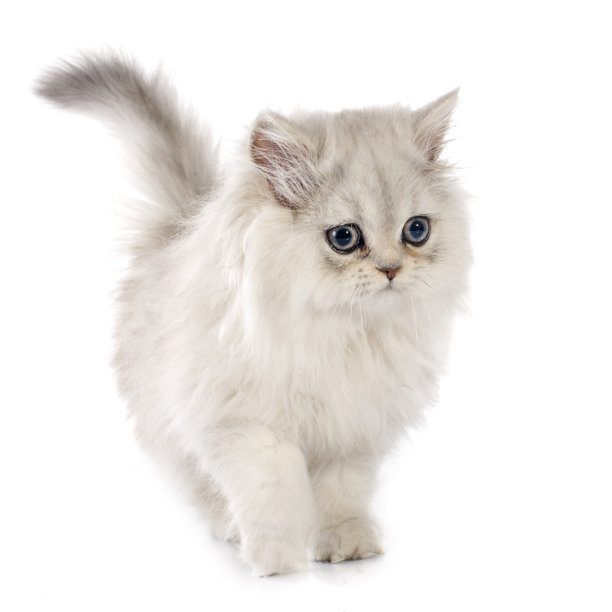波斯猫