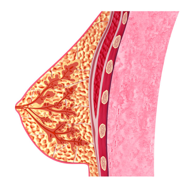 breast