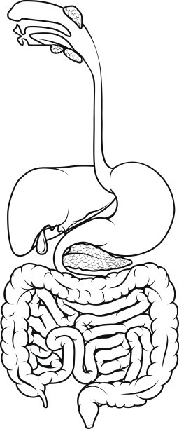 digestion