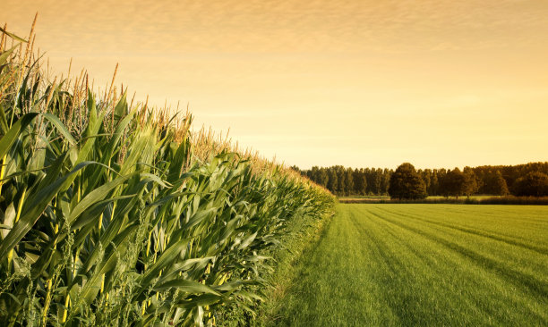 harvest