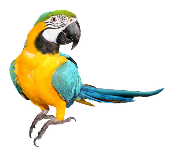 parrots