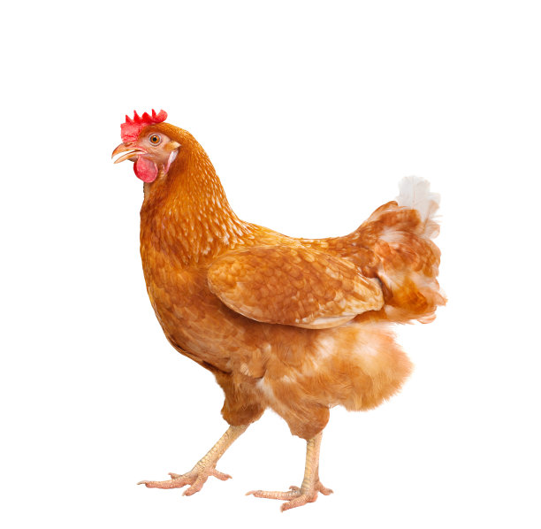 chicken