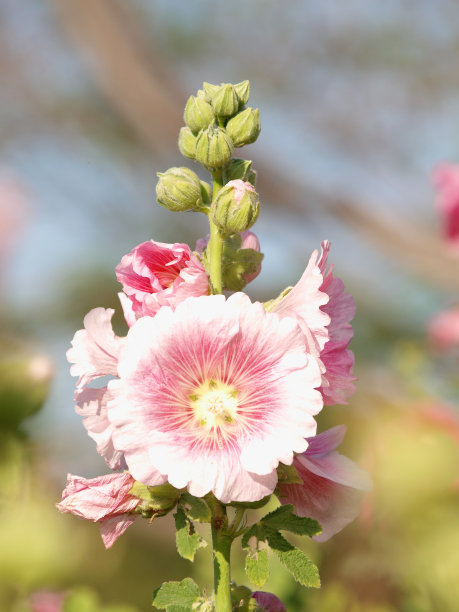 stockrose