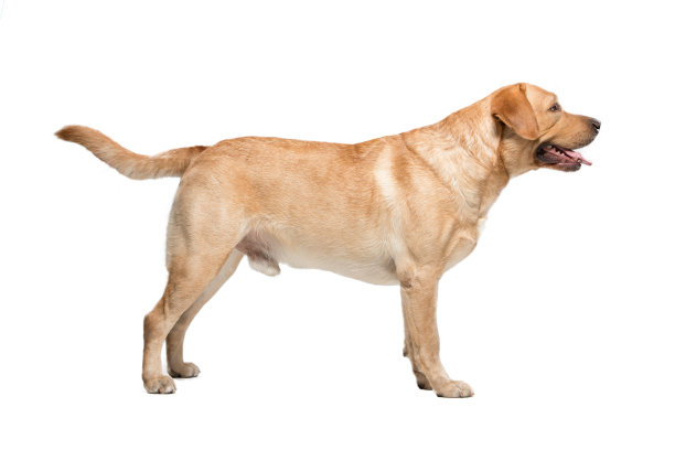 labrador