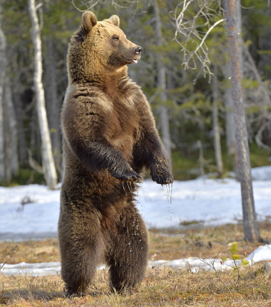 ursus