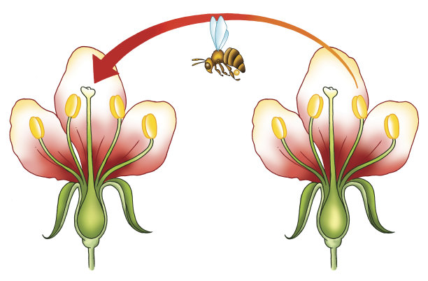 pollination