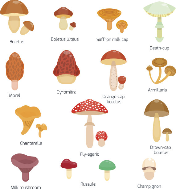 toadstool