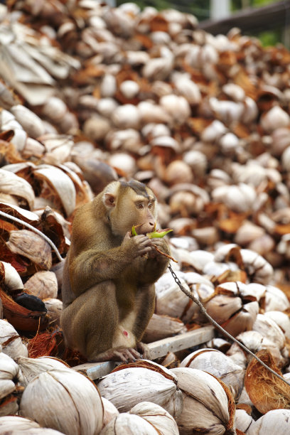 monkey-nut