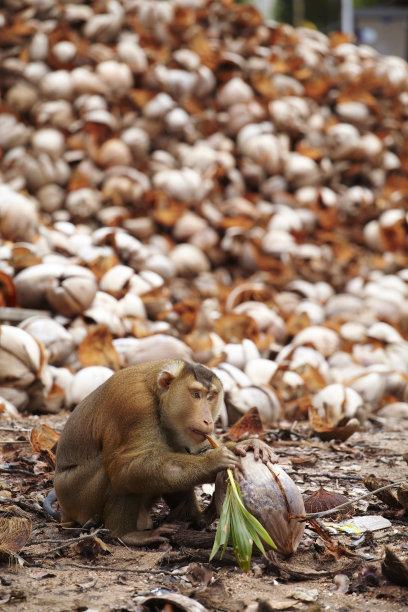 monkey-nut