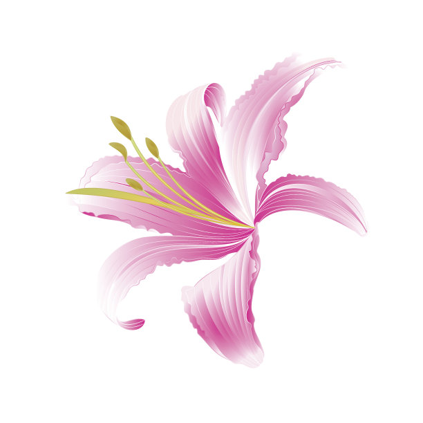 bauhinia
