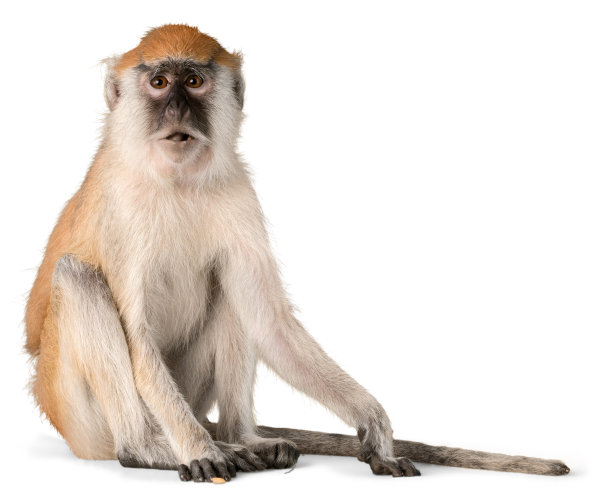monkey