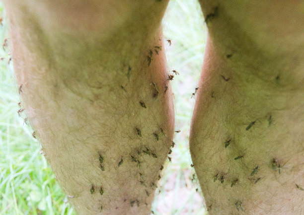 mosquito