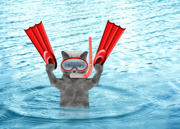 猫咪潜水