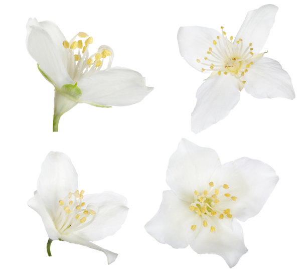 jasmine