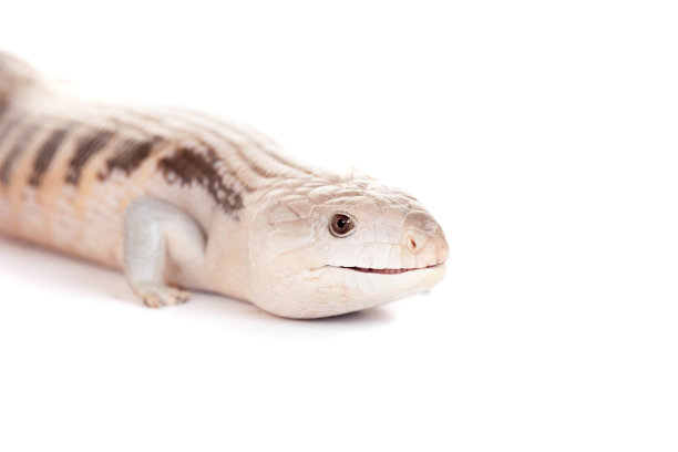 reptilia