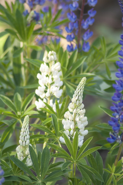 lupinus