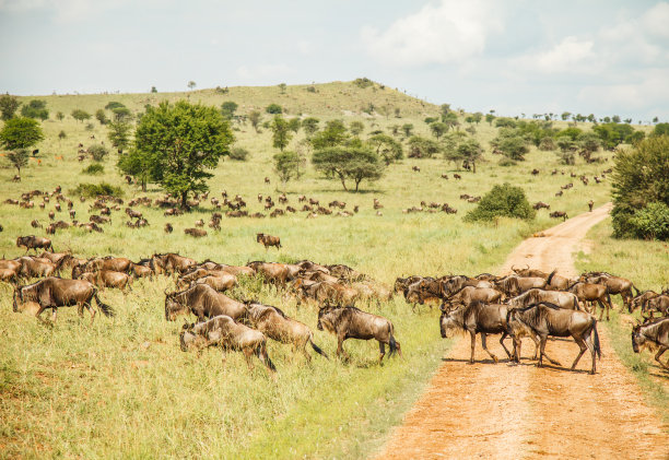 serengeti