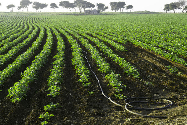 irrigation