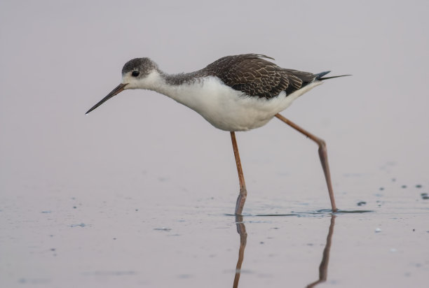 avocet