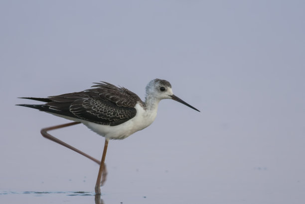 avocet