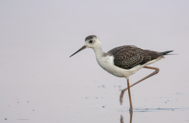 avocet