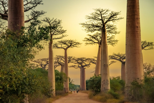 baobab