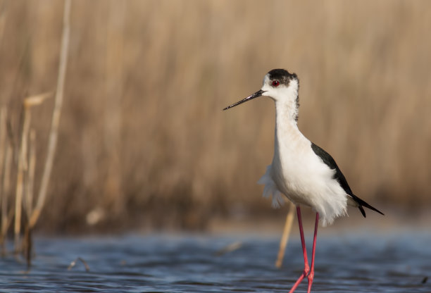 avocet