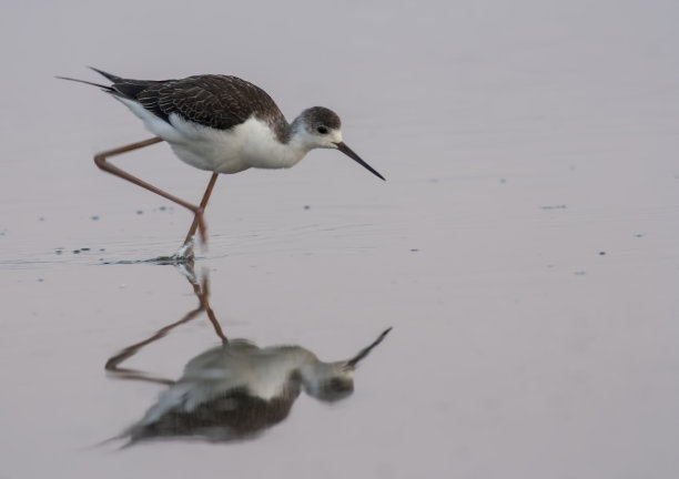 avocet
