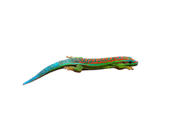 reptilia