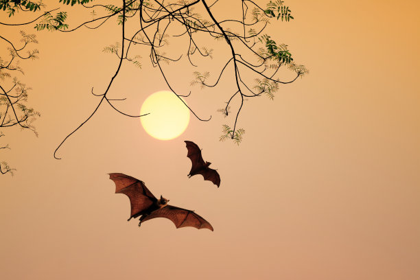 bat