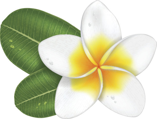 frangipani