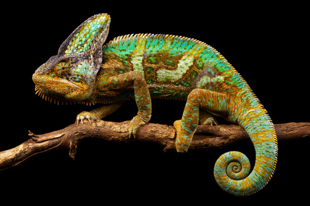 chamaeleon