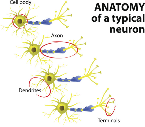 medulla