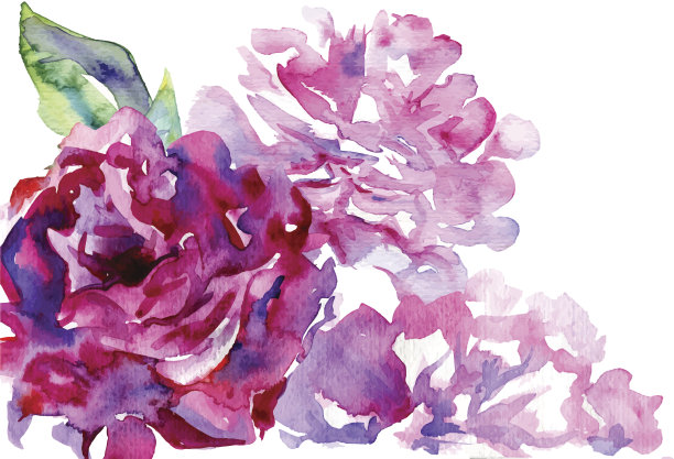 紫色的牡丹花