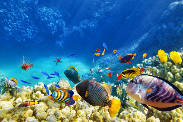 corals