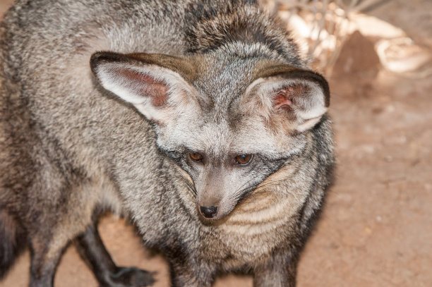 otocyon