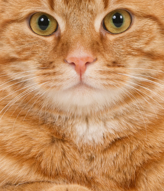 橘猫图片