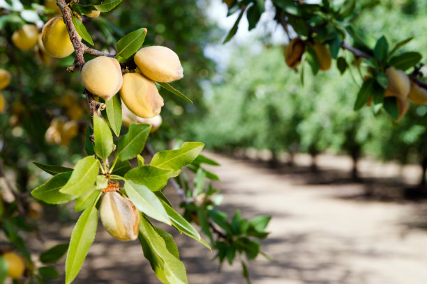 almonds