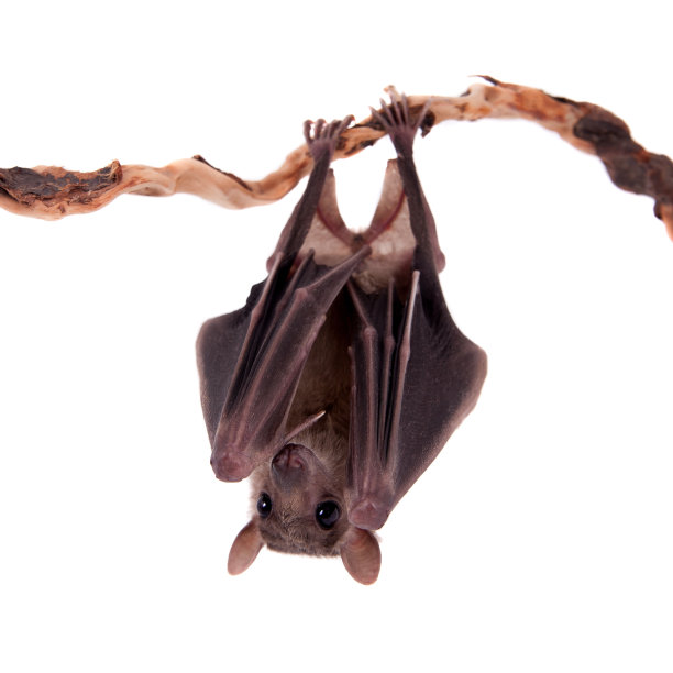 bat