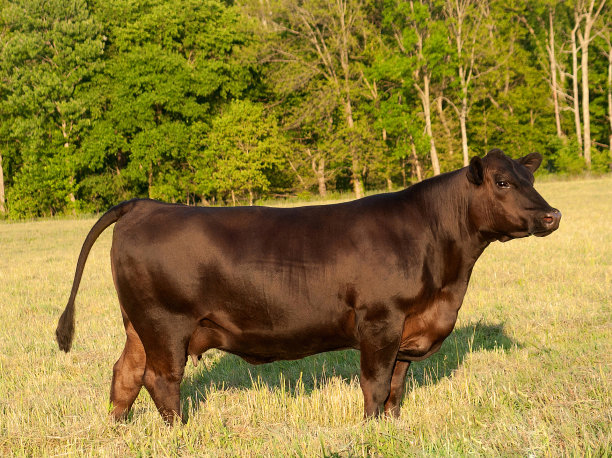 angus