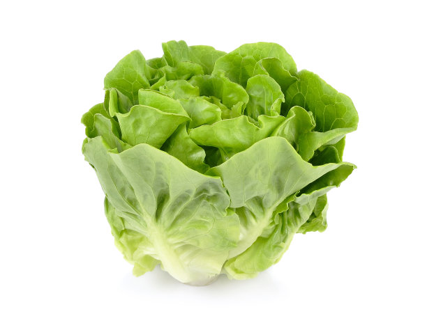 lactuca
