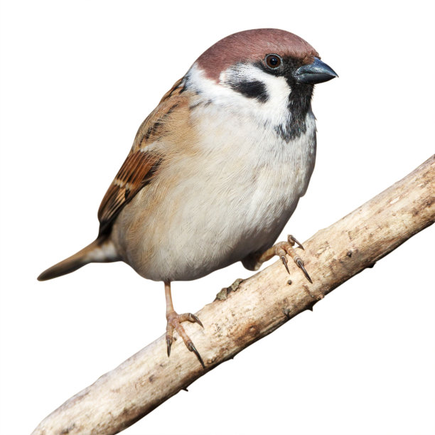 sparrow