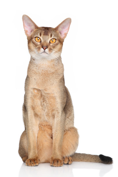 abyssinian猫