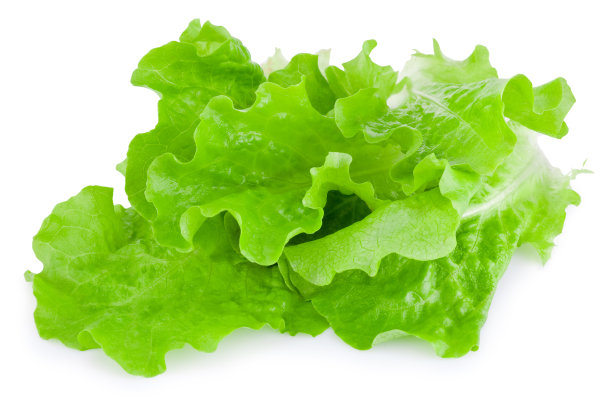 lactuca