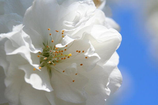 重瓣桃花