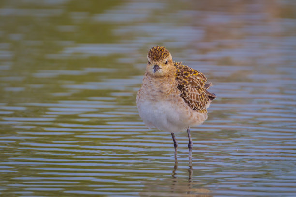 avocet