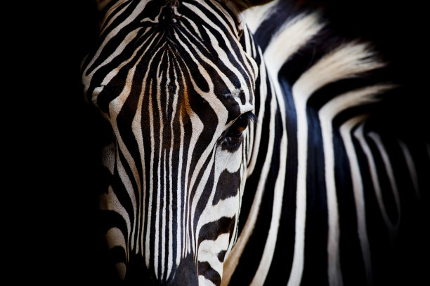 zebra